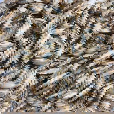 Bio Kuschelkissen Esel mit Dinkelspelz Füllung - PAT & PATTY