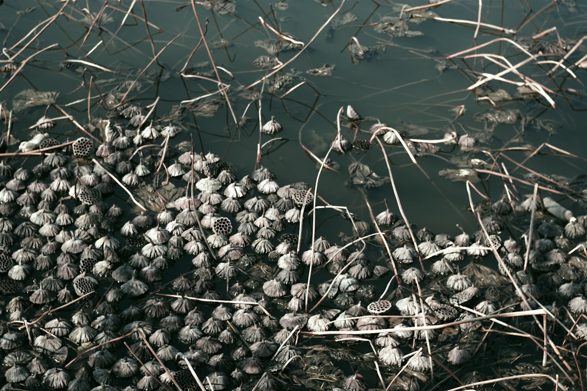A bunch of frozen berries floating on top of a body of water