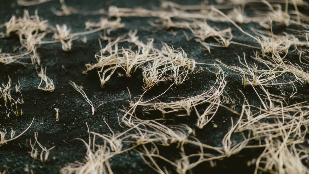 White fibrous material lies on a dark surface.