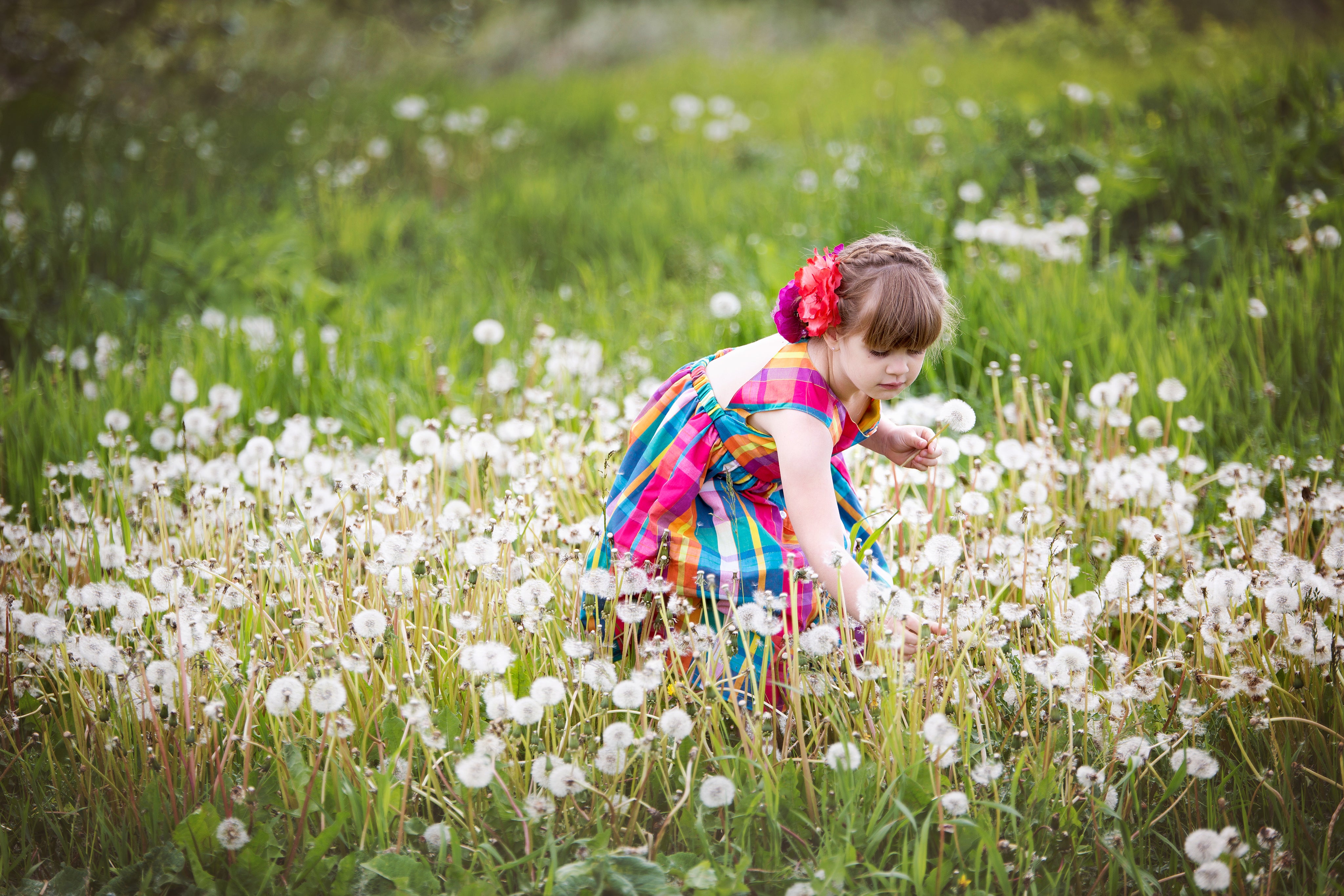 Ein Mädchen sammelt Blumen im Feld